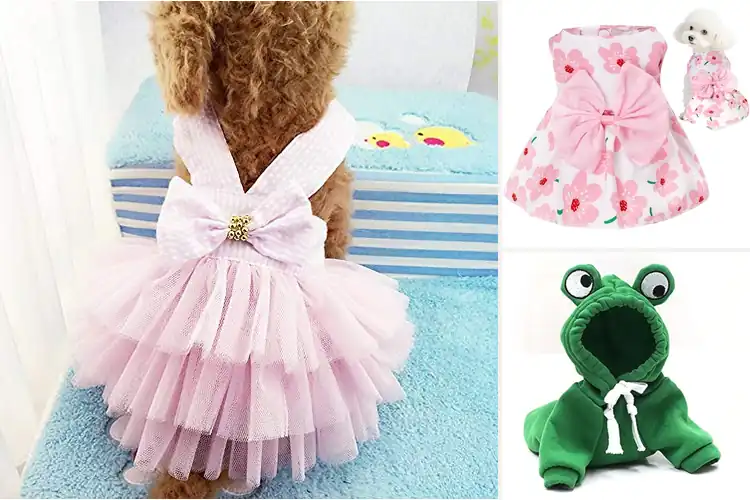 Detailed view of Best Cute Dog Outfits
