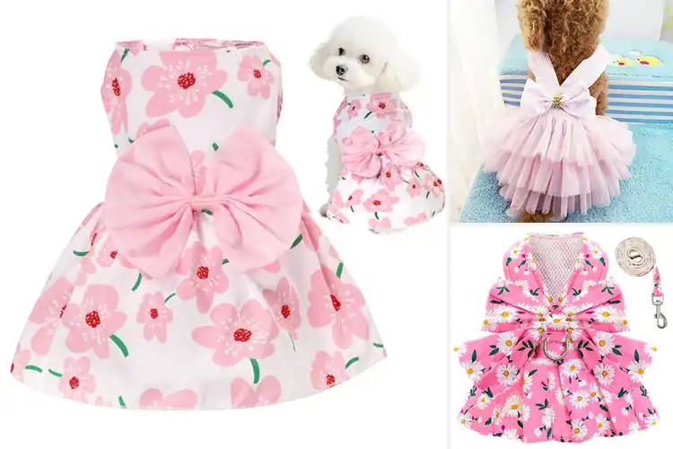 Detailed view of Best Cute Puppy Dress Designs