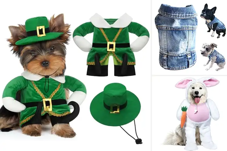 Detailed view of Best Dog Walking Outfits