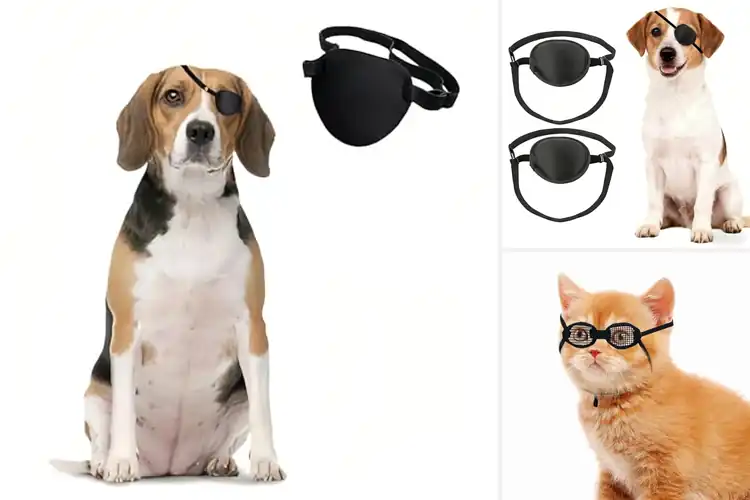 Detailed view of Best Eye Shields For Small Cats After Surgery