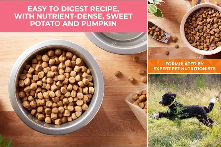 Detailed view of Best Grain Free Dog Foods: Boost Health & Energy Today