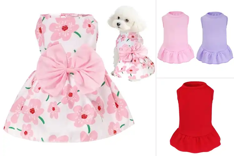 Detailed view of Best Outdoor Dog Dress For Small Dogs