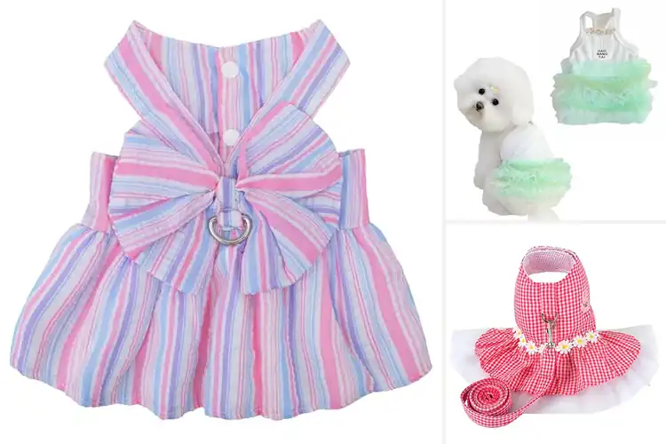 Detailed view of Best Outdoor Dog Dresses For Walking