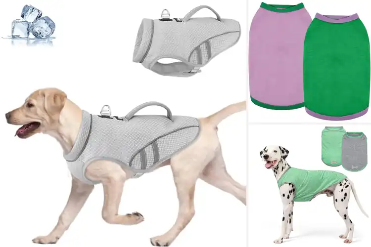Detailed view of Best Outdoor Dog Outfits For Walking And Hiking