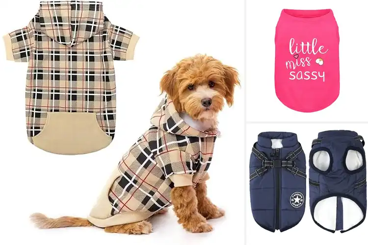 Detailed view of Best Outdoor Dog Outfits