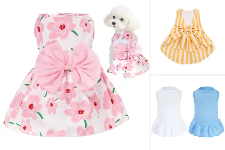 Detailed view of Best Outdoor Dress For Small Dogs: 10 Light & Stylish Picks
