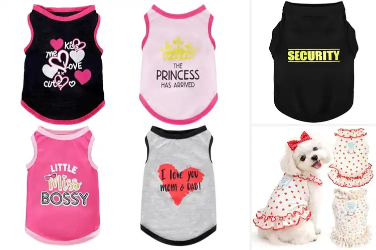 Detailed view of Best Small Dog Clothes