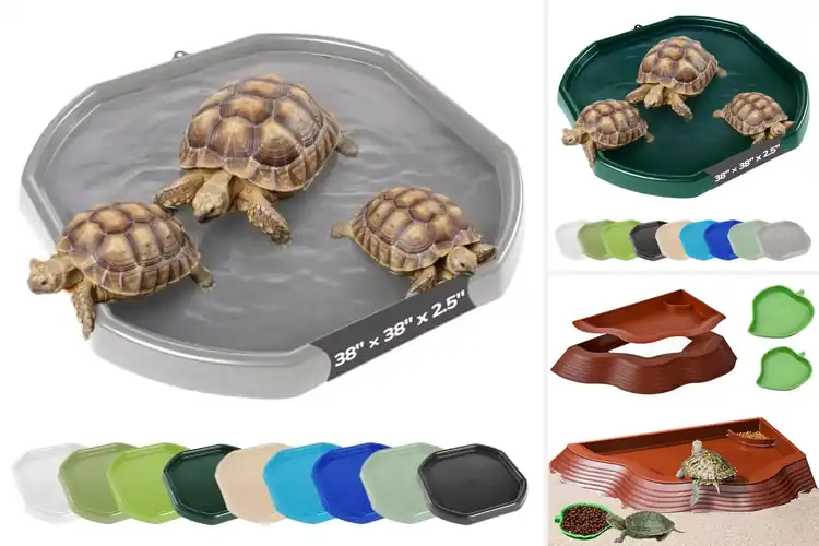 Detailed view of Best Turtle Soaking Pools